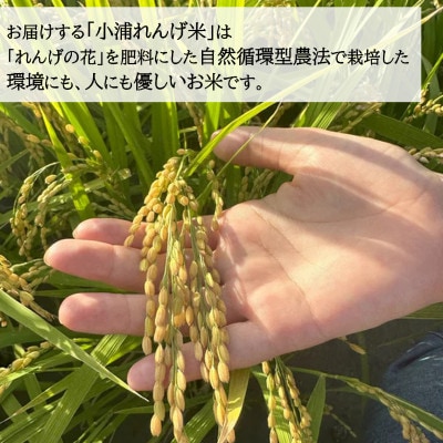 【毎月定期便】産地直送!米と野菜の詰め合わせ定期便【小浦れんげ米(精米)2kg+新鮮野菜5種】全3回
