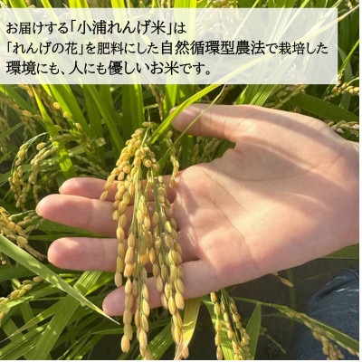 【令和8年産 新米】小浦れんげ米(にじのきらめき) 無洗米 10kg