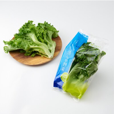 清らか野菜　グリーンリーフ