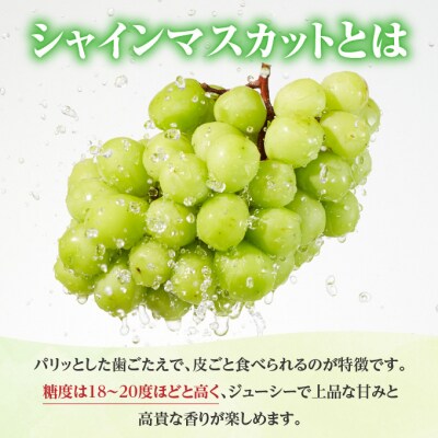 【2026年先行受付】シャイン マスカット 1房 約500g 岡山県産 [No.5735-0659]