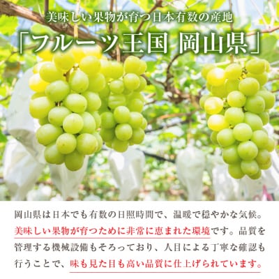 【2025年先行受付】シャイン マスカット 1房 約500g 岡山県産 [No.5735-0659]