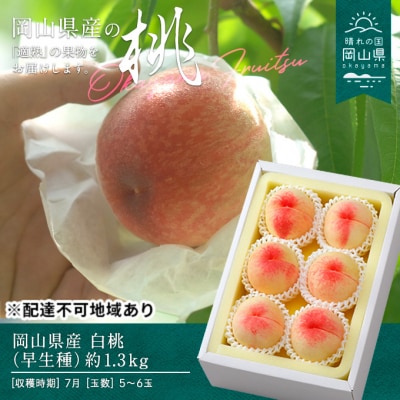 【2025年先行受付】白桃 早生種 約1.3kg  5～6玉 岡山県産 [No.5735-0693]