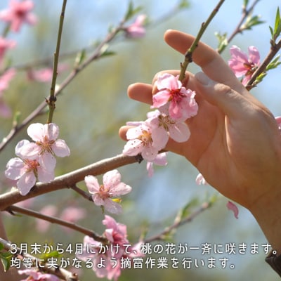 【2025年先行受付】白桃 早生種 約1.3kg  5～6玉 岡山県産 [No.5735-0693]