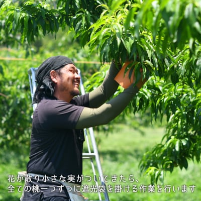 【2025年 先行受付】 清水白桃 約1.3kg 5～6玉 岡山県産  [No.5735-0694]