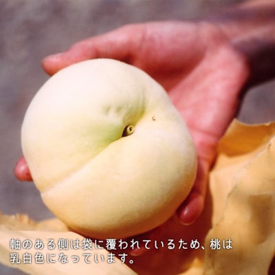 【2025年 先行受付】 清水白桃 約1.3kg 5～6玉 岡山県産  [No.5735-0694]