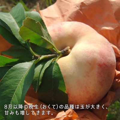 【2025年先行受付】白桃 晩生種 大玉 約2.2kg6～7玉 岡山県産[No.5735-0883]