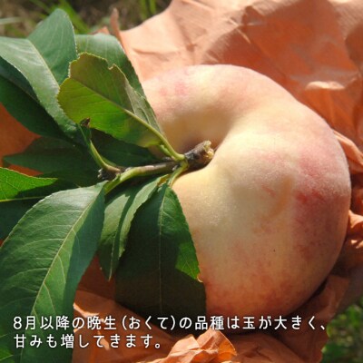 【2026年先行受付】白桃 晩生種 大玉 約2.2kg6～7玉 岡山県産[No.5735-0883]