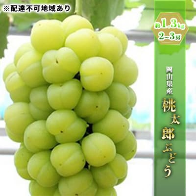 桃太郎ぶどう 約1.3kg  2～3房   岡山県産  [No.5735-0785]