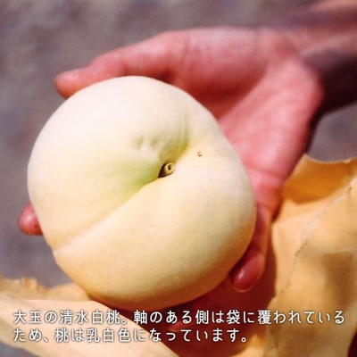 【2026年先行受付】清水白桃 約2.2kg 大玉 6～7玉 岡山県産 [No.5735-0695]