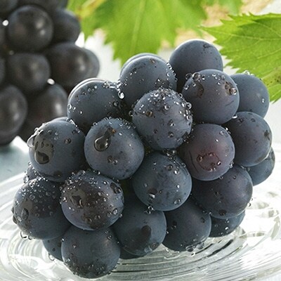 【2026年先行受付】 ニュー ピオーネ 約700g×2房  岡山県  [No.5735-0327]