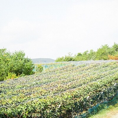 黒川農園大粒大房 シャイン マスカット 2房(1房700g以上)岡山県産[No.5735-0914]