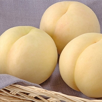 岡山の 白桃 大玉3玉(晩生種)(1玉約300g) 岡山県産 [No.5735-0772]