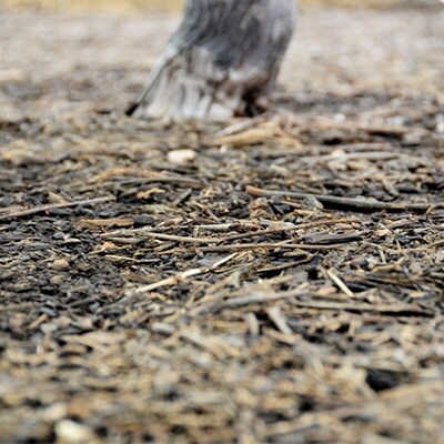シャインマスカット 2房 合計約1.4kg 野の花農園岡山県産 [No.5735-0932]