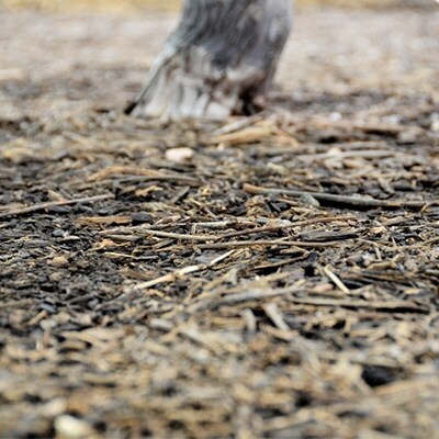 シャインマスカット 2房 合計約1.4kg 野の花農園岡山県産 [No.5735-0933]