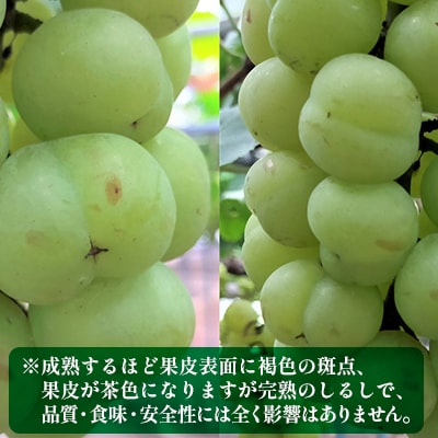 桃太郎ぶどう 2房 合計約1.2kg 野の花農園岡山県産 [No.5735-0934]
