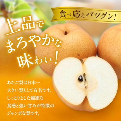 備前横綱梨(あたご梨) 2玉 (1玉1～1.4kg)贈答箱 岡山県産 [No.5735-0953]