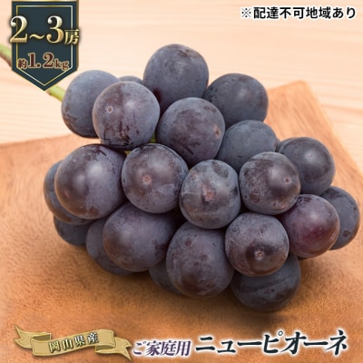 ご家庭用 ニュー ピオーネ 2～3房 合計約1.2kg  岡山県産  [No.5735-0774]