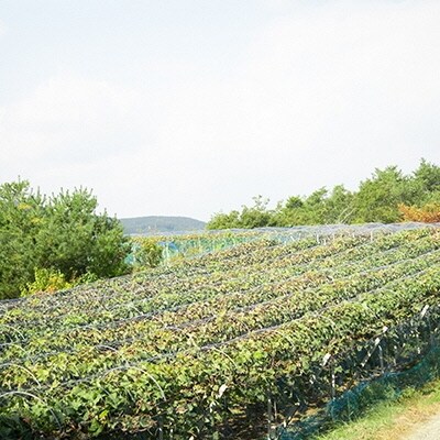 黒川農園大粒大房 シャイン マスカット 2房(1房800g以上)岡山県産[No.5735-0965]