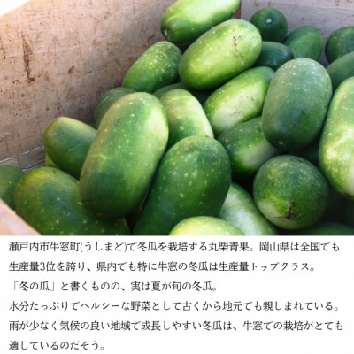 瀬戸内牛窓産 冬瓜(とうがん)約10kg[No.5735-0589]