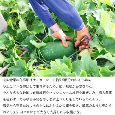 瀬戸内牛窓産 冬瓜(とうがん)約10kg[No.5735-0589]