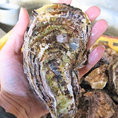 殻付き大つぶ牡蠣 30個 山銀商店 瀬戸内海虫明湾産[No.5735-0837]