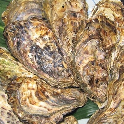 殻付き牡蠣 お徳用一斗缶(小粒約100個、約11kg)山銀商店瀬戸内海産[No.5735-0838]