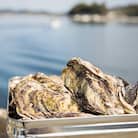 かんかん焼(殻付き大つぶ 牡蠣 20個) 山銀商店 瀬戸内海虫明湾産[No.5735-0840]