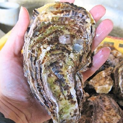 かんかん焼(殻付き大つぶ 牡蠣 20個) 山銀商店 瀬戸内海虫明湾産[No.5735-0840]