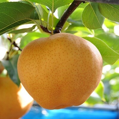 岡山県産 あたご梨 大玉2玉(約2.2kg)【配達不可:沖縄・離島】[No.5735-0821]