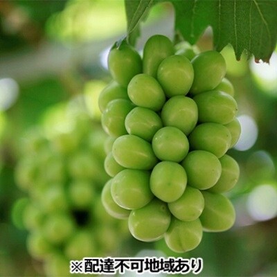 岡山県産 冷蔵貯蔵 「晴王」 シャインマスカット 1房(約700g)[No.5735-0848]