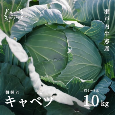 瀬戸内牛窓産 キャベツ 約10kg(4～8玉)[No.5735-1030]