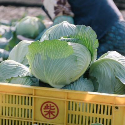 瀬戸内牛窓産 キャベツ 約10kg(4～8玉)[No.5735-1030]