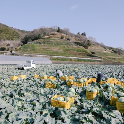 瀬戸内牛窓産 キャベツ 約10kg(4～8玉)[No.5735-1030]