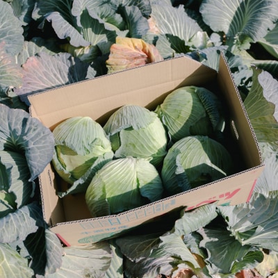 瀬戸内牛窓産 キャベツ 約10kg(4～8玉)[No.5735-1030]