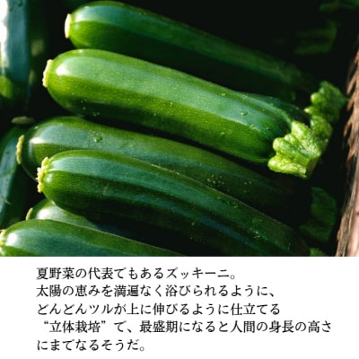 瀬戸内牛窓産 ズッキーニ 約2kg(12本前後)[No.5735-1031]