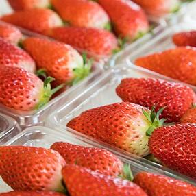 岡山県 いちごのお礼品 返礼品一覧 ふるさと納税サイト さとふる