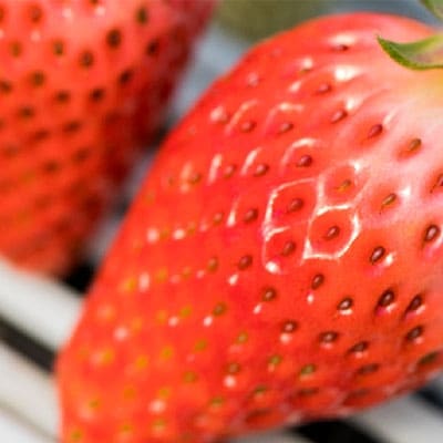 メリーベリー 章姫 いちご 約1.2kg(約300g×4パック)[No.5735 メリーベリー 章姫 いちご 約1.2kg(約300g×4パック)[No.5735