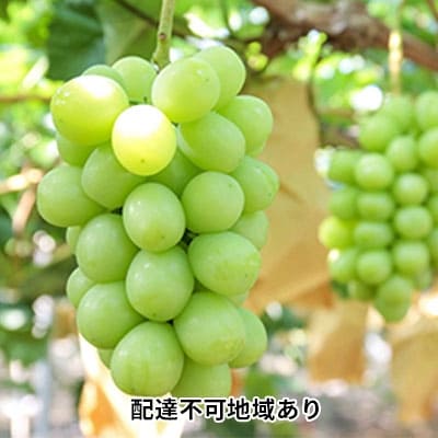 モリ旬 シャイン マスカット 晴王 約700g×1房  岡山県産  [No.5735-0616]