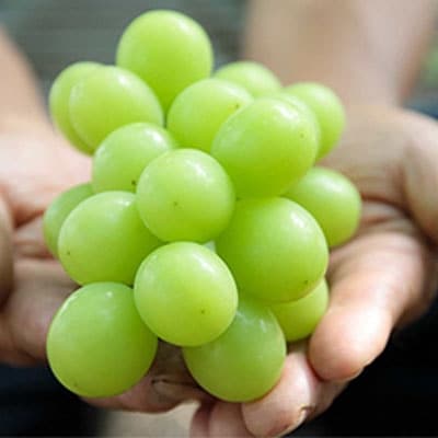 モリ旬 シャイン マスカット 晴王 約700g×1房  岡山県産  [No.5735-0616]