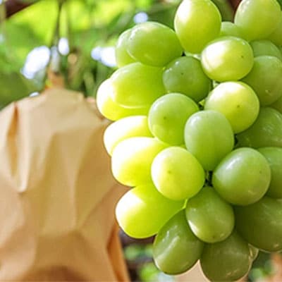 モリ旬 シャイン マスカット 晴王 約700g×1房  岡山県産  [No.5735-0616]