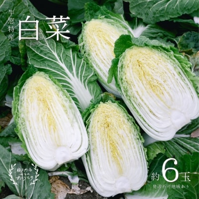 瀬戸内牛窓産 白菜 約15kg(5～6玉)[No.5735-1029]