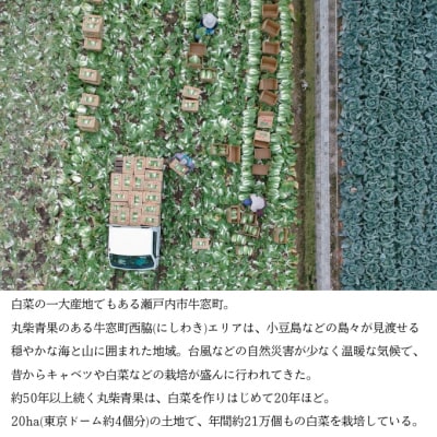 瀬戸内牛窓産 白菜 約15kg(5～6玉)[No.5735-1029]