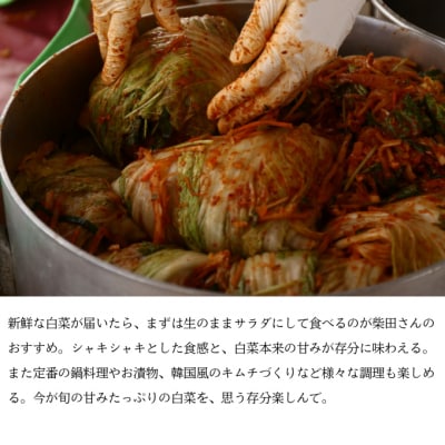 瀬戸内牛窓産 白菜 約15kg(5～6玉)[No.5735-1029]
