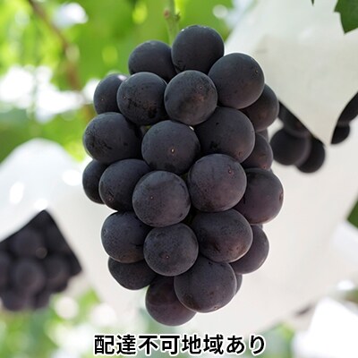 [2023年先行受付] ご家庭用 ニューピオーネ 約2kg 岡山県産[No.5735-0691] | ふるさと納税のお礼品