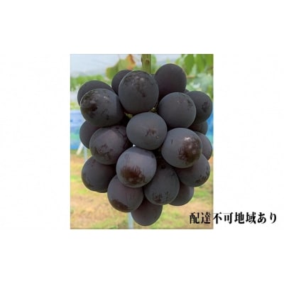 y2026Nstzj[sI[l 2[ v1.2kgȏ RY[No.5735-1061]