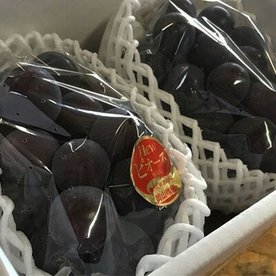 【2026年先行受付】ニューピオーネ 2房 合計1.2kg以上 岡山県産[No.5735-1061]