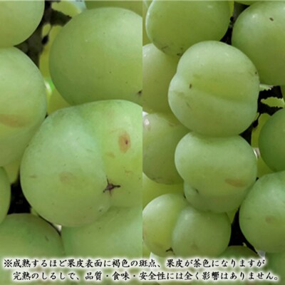 [2025年先行受付] 桃太郎 ぶどう 1房(900g以上) 岡山県産 [No.5735-1092]