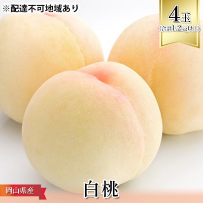 [2025年先行受付]白桃 4玉(合計1.2kg以上)化粧箱入 岡山県産[No.5735-1094]