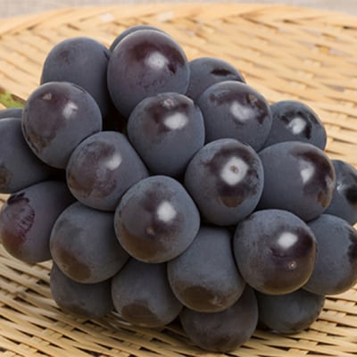 ぶどう詰め合わせ ニュー ピオーネ ・ シャイン マスカット晴王 各1房[No.5735-1098]