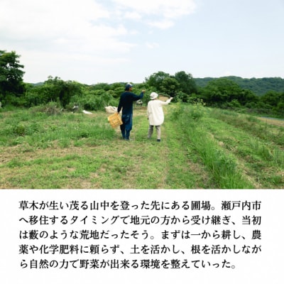 小鶴農園 季節のお野菜7～9品目セット(栽培期間中農薬・化学肥料不使用)[No.5735-1047]